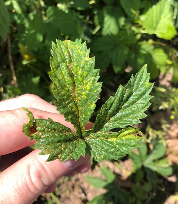 Mosaic virus symptoms